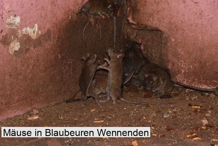 Mäuse in Blaubeuren Wennenden